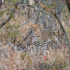 Leoparden in Südafrika (14)