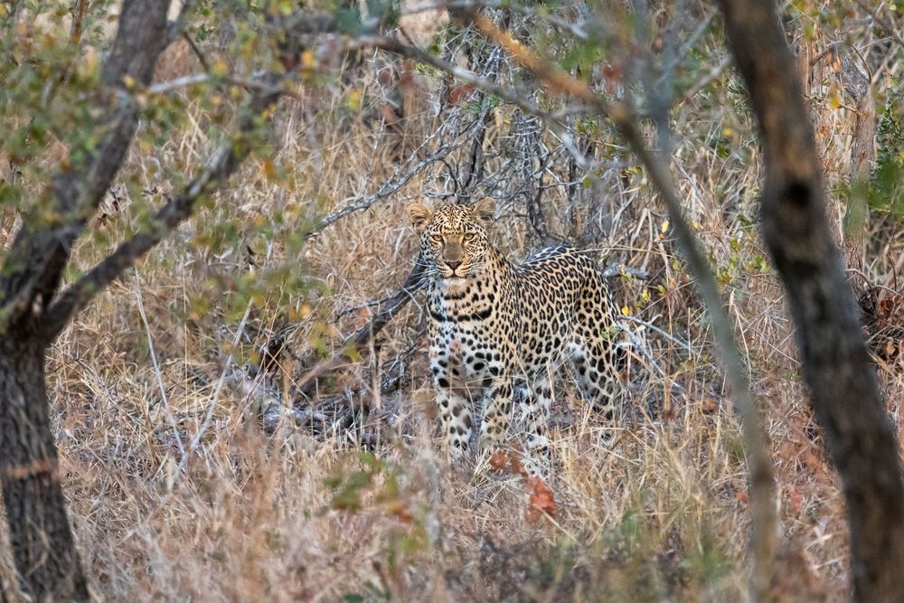 Leoparden in Südafrika (14)