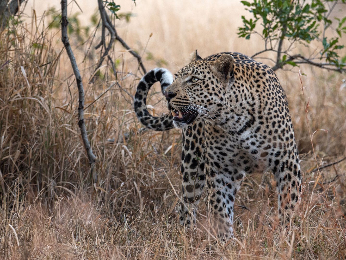 Leoparden in Südafrika (15)