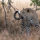 Leoparden in Südafrika (15)