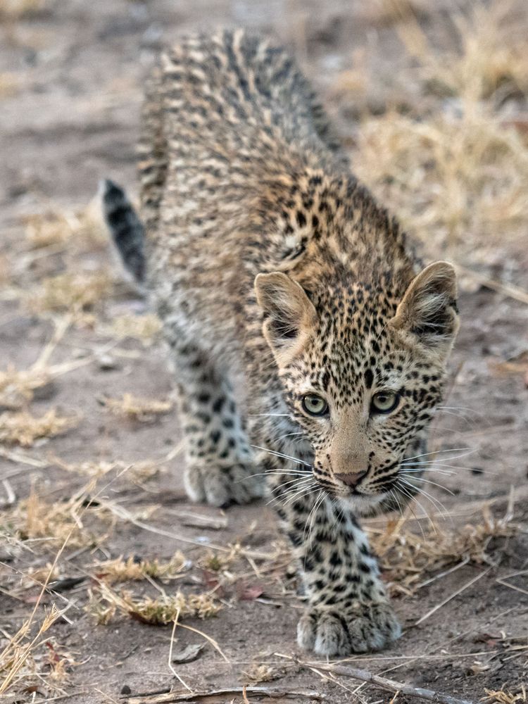 Leoparden in Südafrika (16)