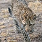 Leoparden in Südafrika (16)