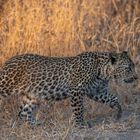 Leoparden in Südafrika (17)