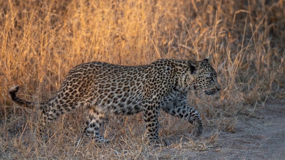 Leoparden in Südafrika (17)