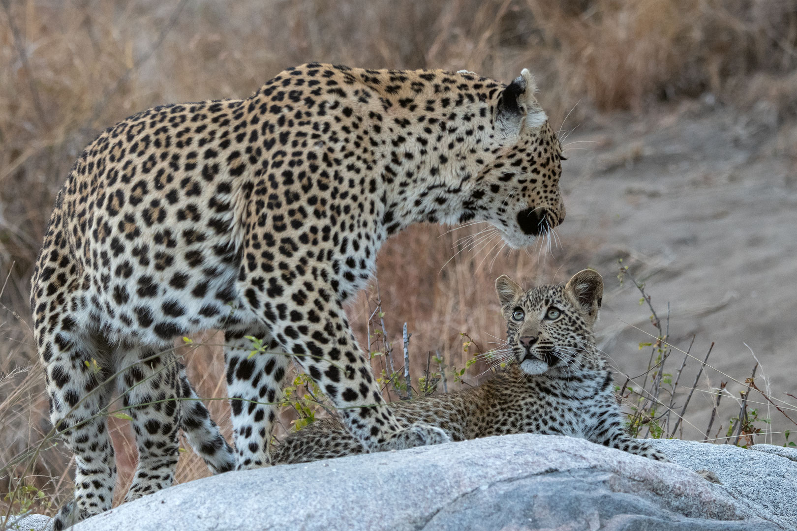 Leoparden in Südafrika (18)