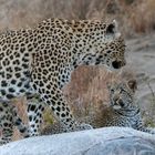 Leoparden in Südafrika (18)