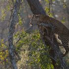 Leoparden in Südafrika (19)