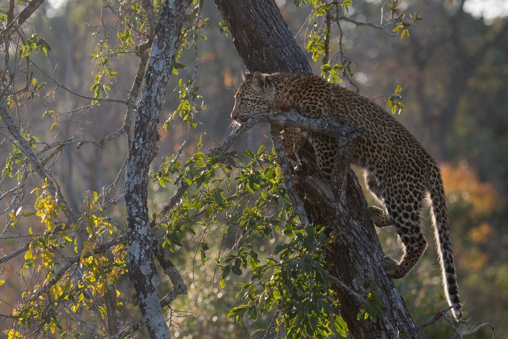 Leoparden in Südafrika (19)