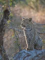 Leoparden in Südafrika (2)