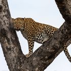 Leoparden in Südafrika (3)