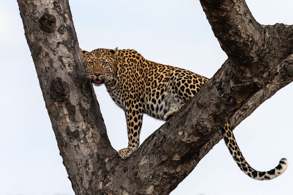 Leoparden in Südafrika (3)