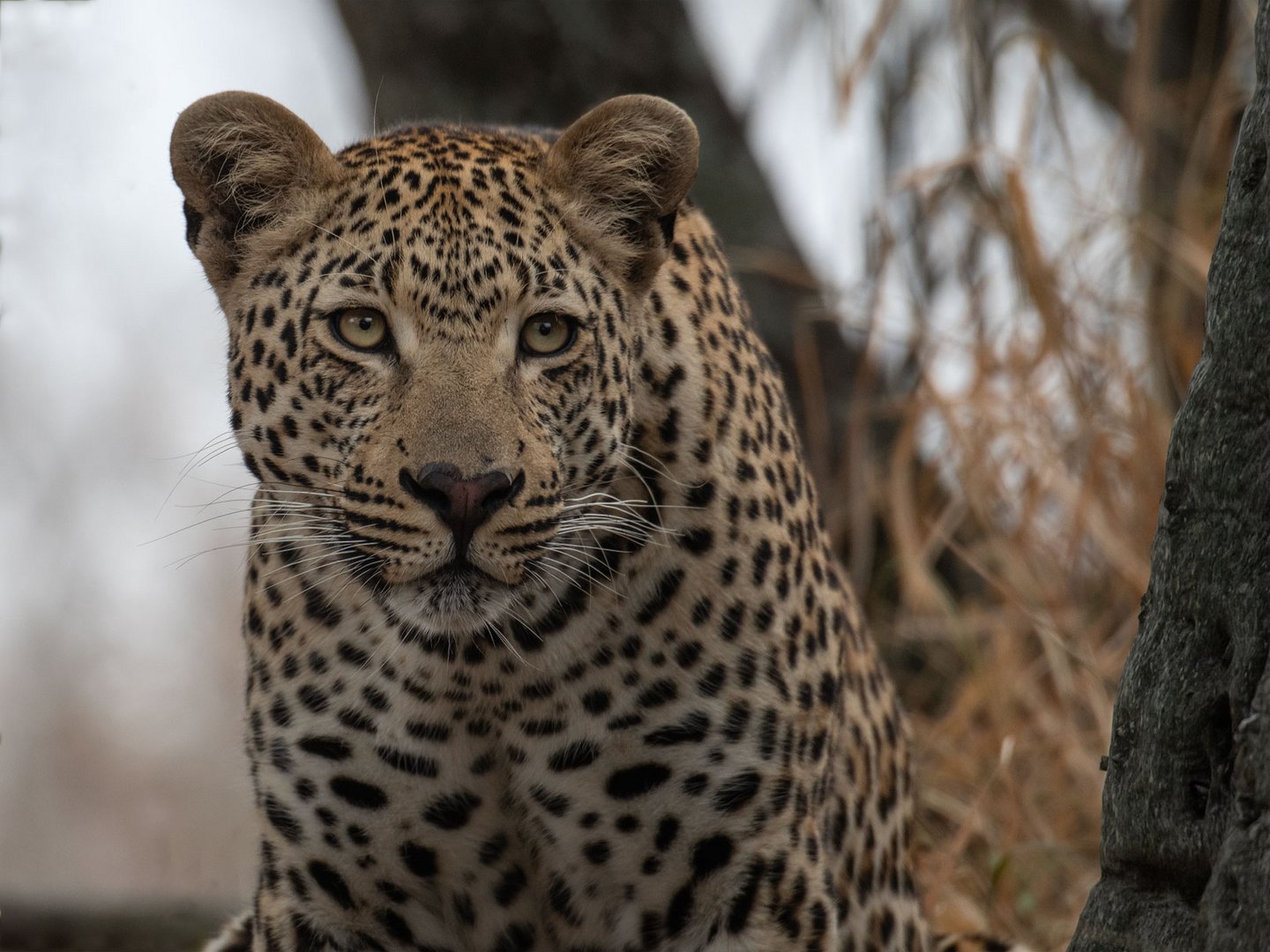 Leoparden in Südafrika  (4)