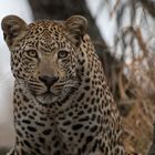 Leoparden in Südafrika  (4)