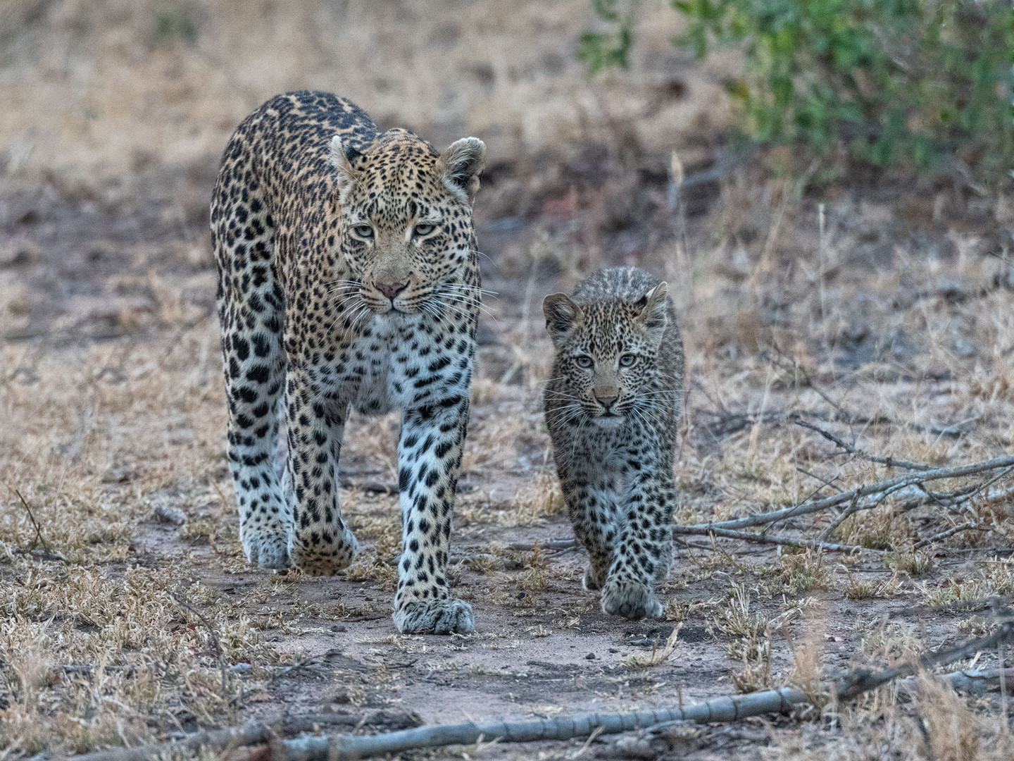 Leoparden in Südafrika (5) Foto & Bild | natur, baby ...