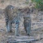 Leoparden in Südafrika (5)