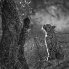 Leoparden in Südafrika (6)