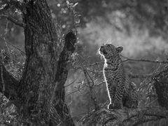 Leoparden in Südafrika (6)