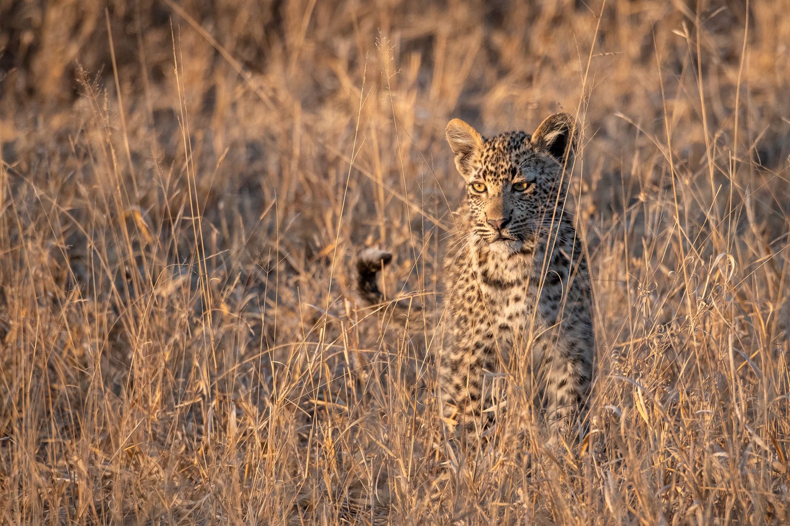 Leoparden in Südafrika (7)