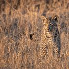 Leoparden in Südafrika (7)