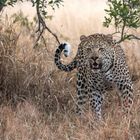 Leoparden in Südafrika (8)