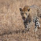 Leoparden in Südafrika (9)