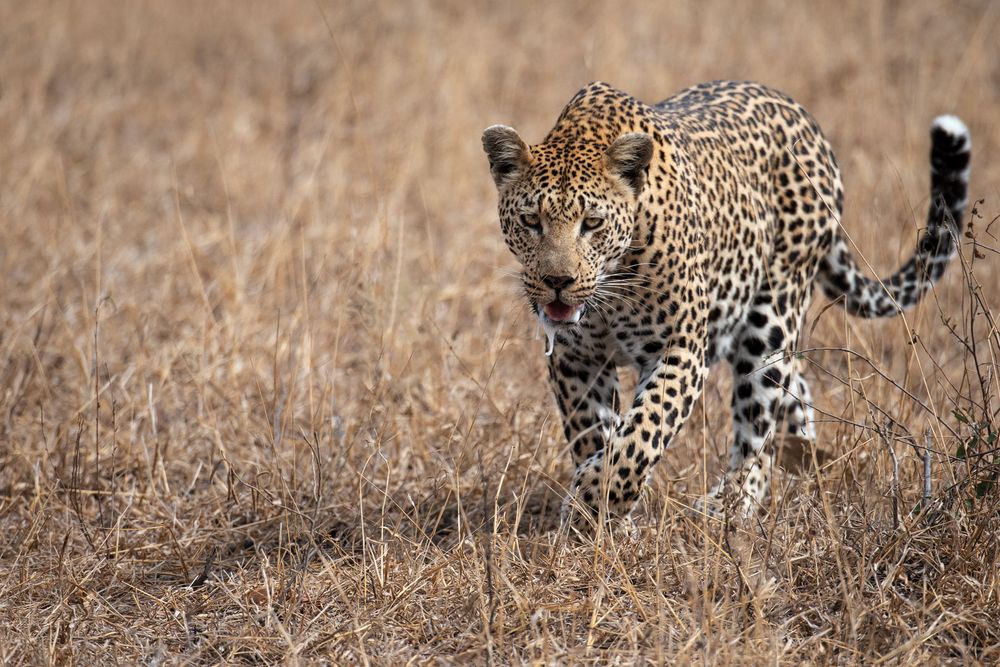 Leoparden in Südafrika (9)