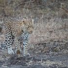 Leoparden in Südafrika