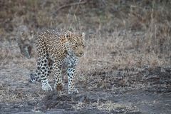 Leoparden in Südafrika