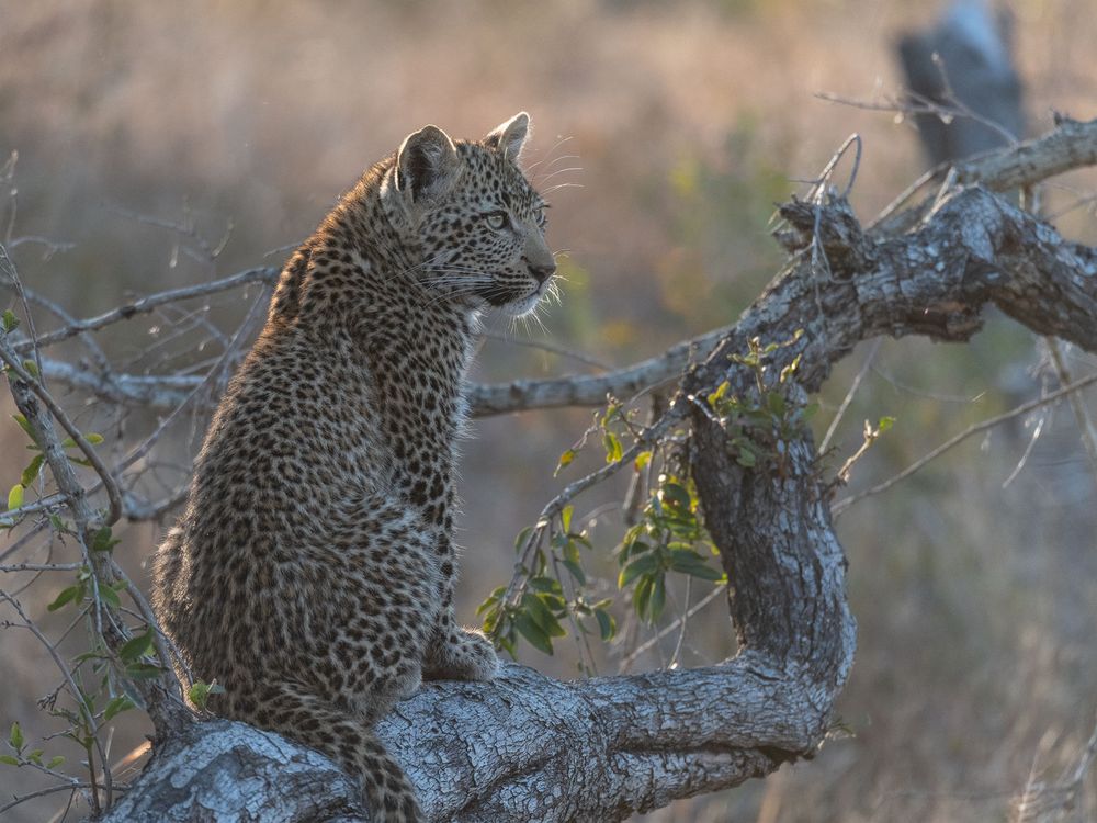 Leoparden in Südafrika