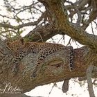Leoparden Junges