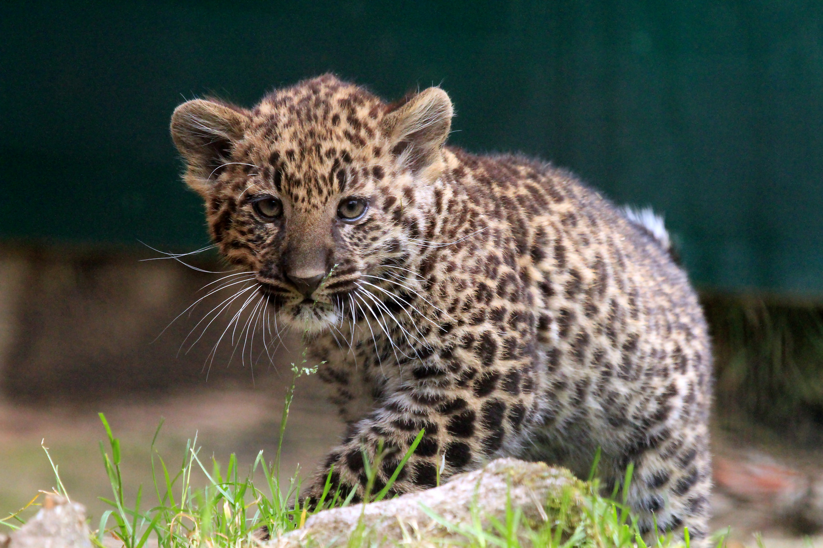 Leoparden Junges Foto & Bild | natur, tiere, leopard Bilder auf fotocommunity