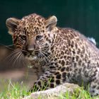 Leoparden Junges