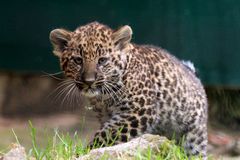 Leoparden Junges