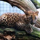 Leoparden Jungtier 