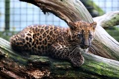 Leoparden Jungtier 
