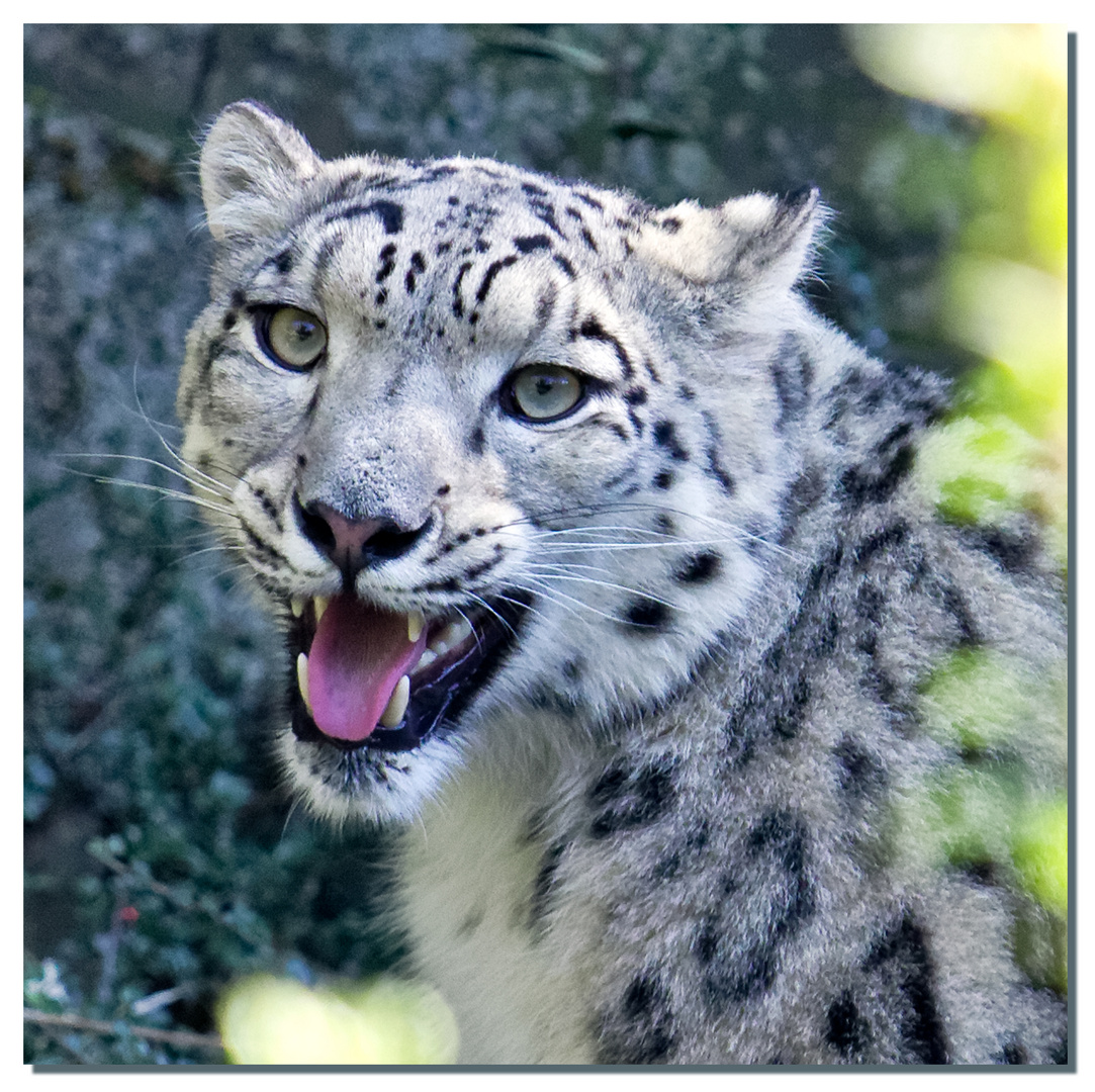 Leoparden küsst man nicht!