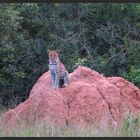 Leoparden - Lake Mburo Nationalpark