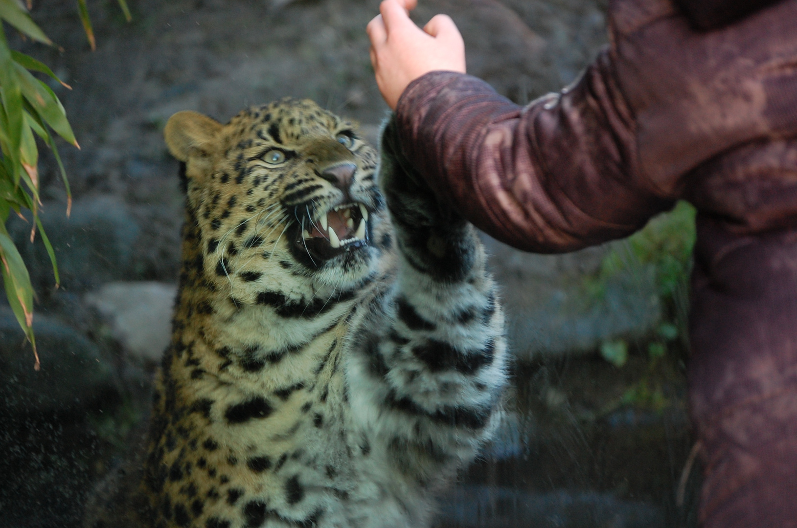 Leoparden lieben Kinder