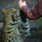 Leoparden lieben Kinder