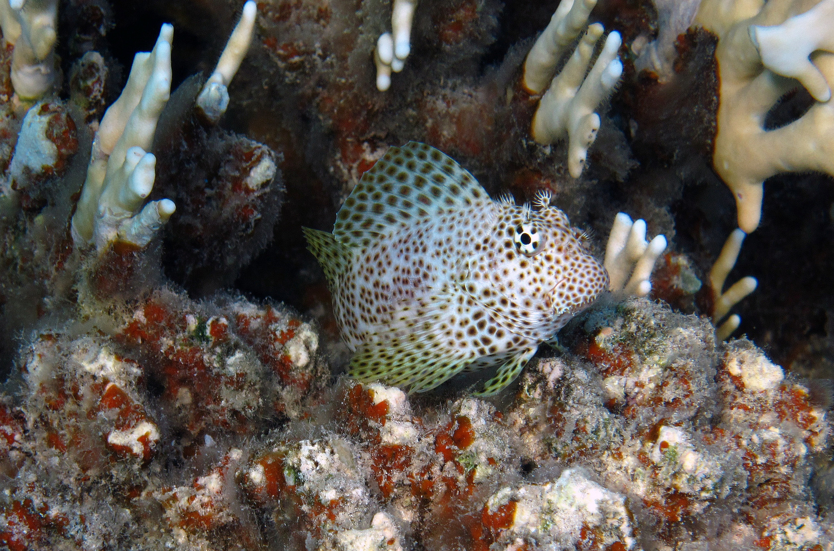 Leoparden Lippzähner