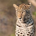 Leoparden-Mädchen