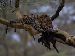 Leoparden Mahlzeit