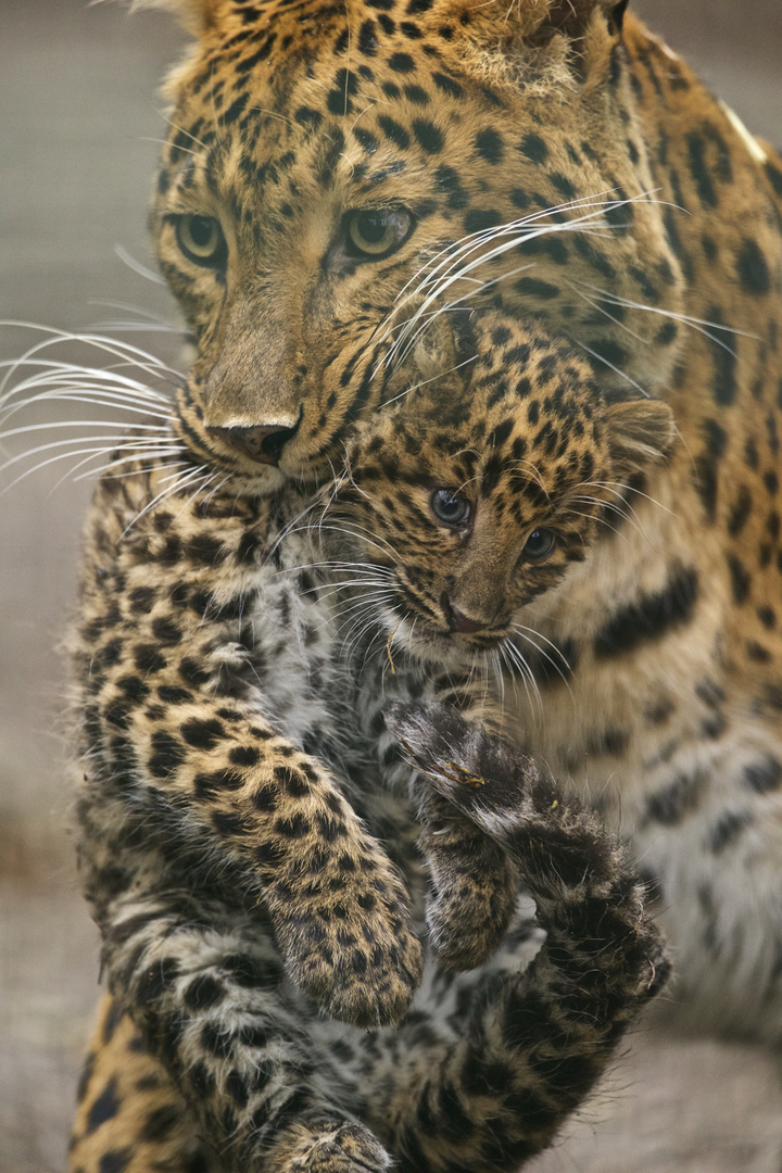 Leoparden Mutter mit erstem Baby!