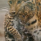 Leoparden Mutter mit erstem Baby!