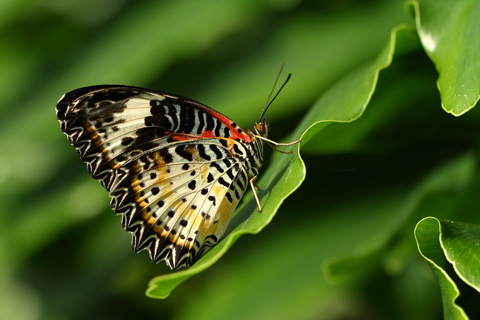 Leoparden Netzfalter