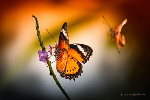 Leoparden Netzflügler