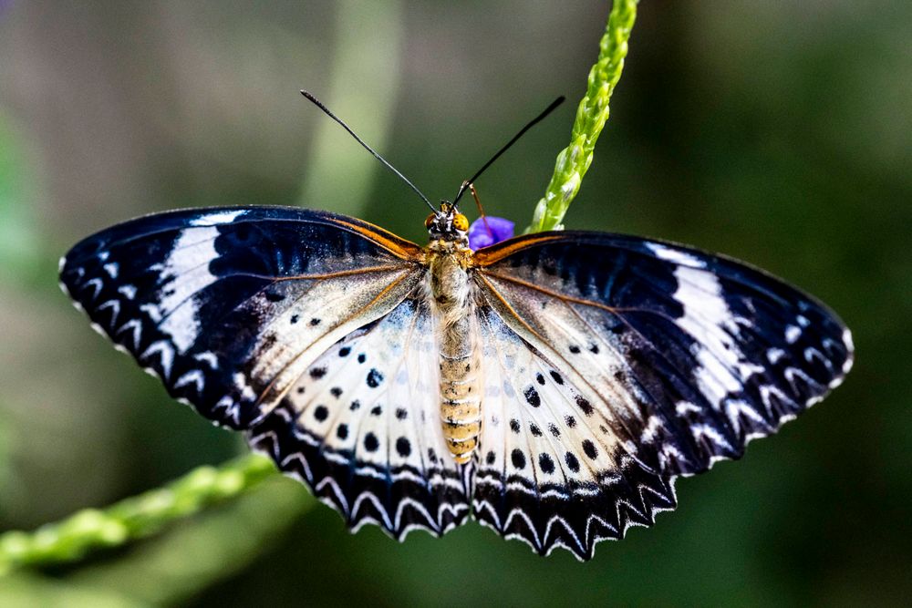 Leoparden Netzflügler 50