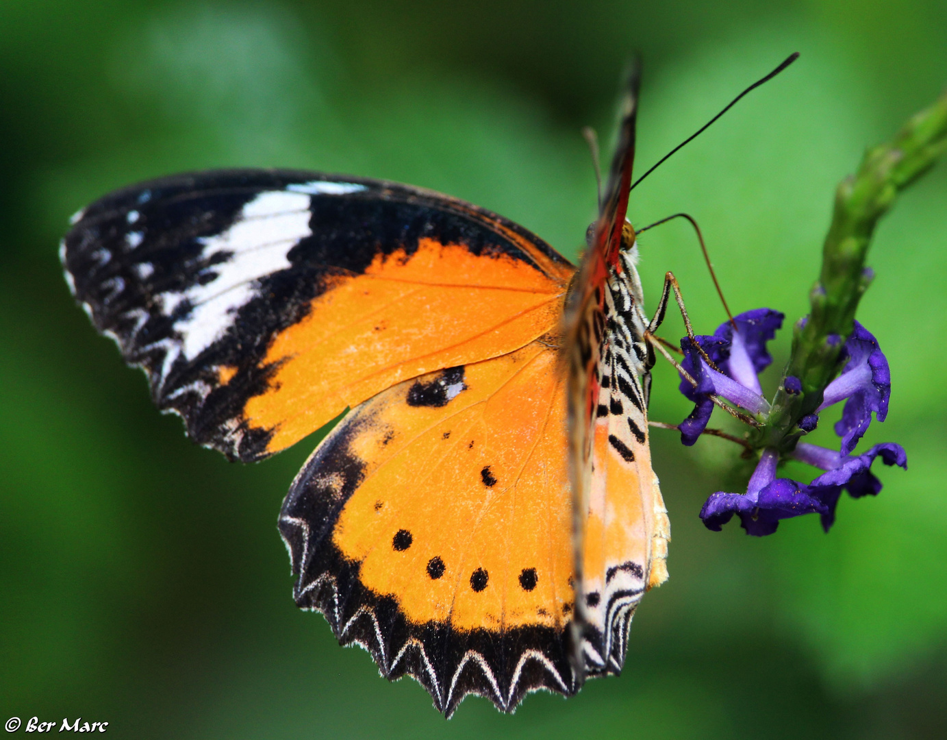 Leoparden – Netzflügler an einer Blüte