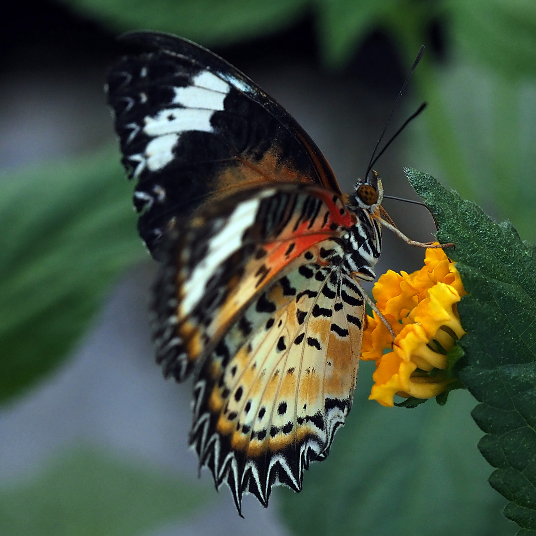 Leoparden-Netzflügler (Celhosia cyane)