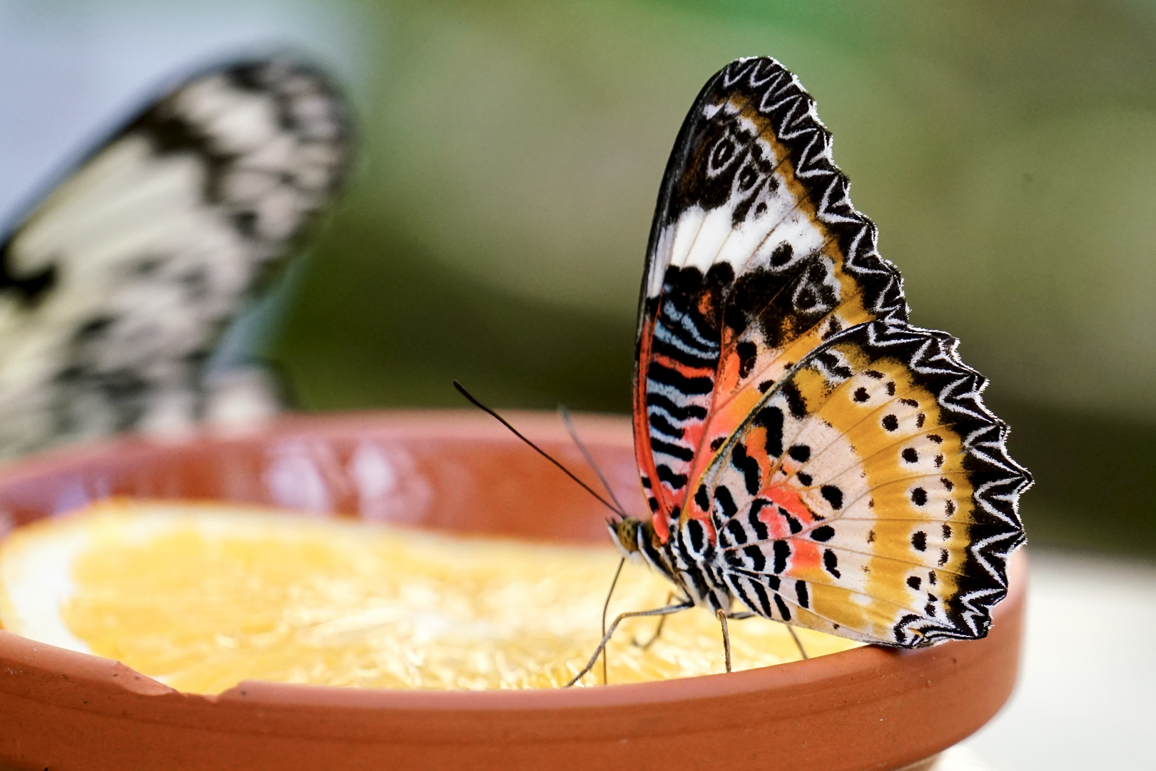 Leoparden Netzflügler  Cethiosa cyane